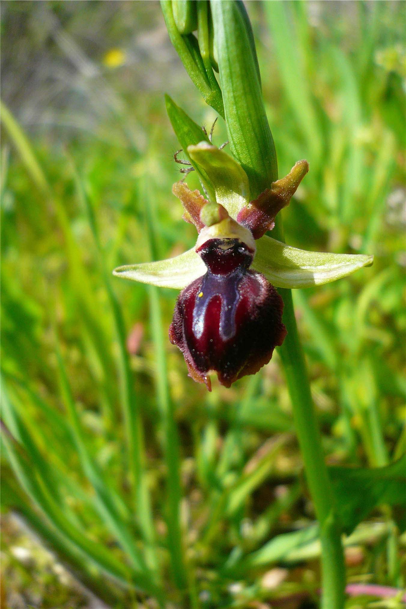 Orchidee nuoresi